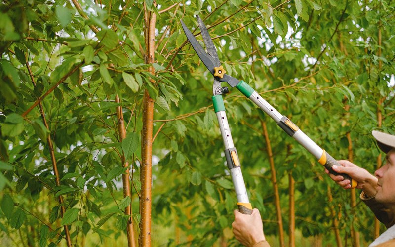 Tree trimming in Bayard, IA